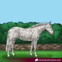 Horse Color:Silver Grullo Appaloosa 