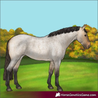 Horse Color:Buckskin Roan Dun 