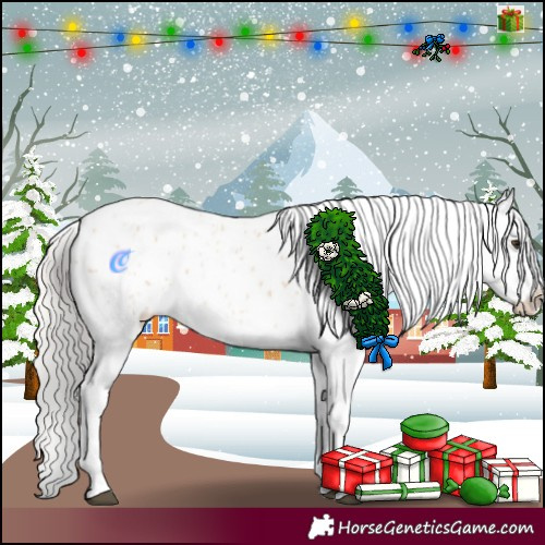 Horse Color:Silver Bay Dun Appaloosa 