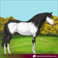 Horse Color:Smoky Black Frame 