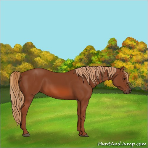 Horse Color:Chestnut 