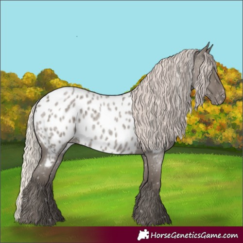 Horse Color:Silver Grullo Roan Appaloosa 