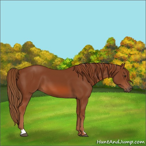 Horse Color:Chestnut 