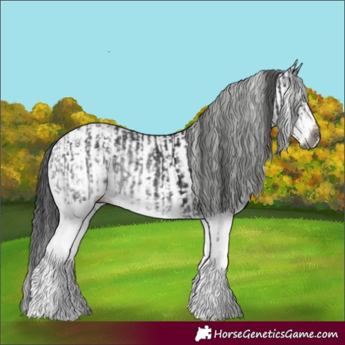 Horse Color:Gray White Spotted Black  and White Spotted Black 
