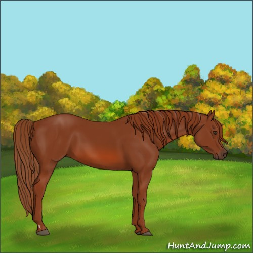 Horse Color:Chestnut 
