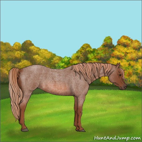 Horse Color:Red Roan 