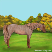 Horse Color:Red Roan