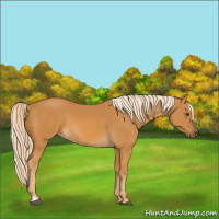 Horse Color:Palomino 