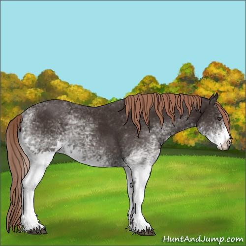 Horse Color:White Spotted Liver Chestnut