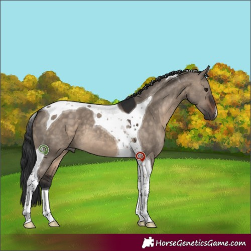 Horse Color:Brown Dun Tobiano 