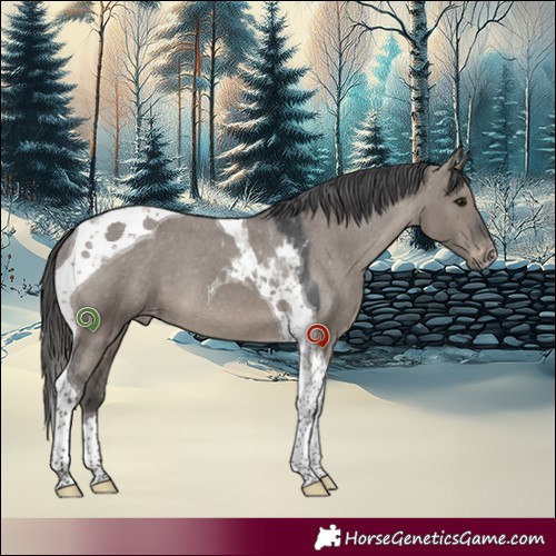 Horse Color:Grullo Tobiano Appaloosa 