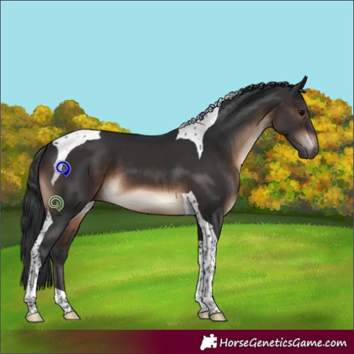 Horse Color:Brown Tobiano 