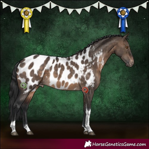 Horse Color:Brown Dun Tobiano Near Leopard 