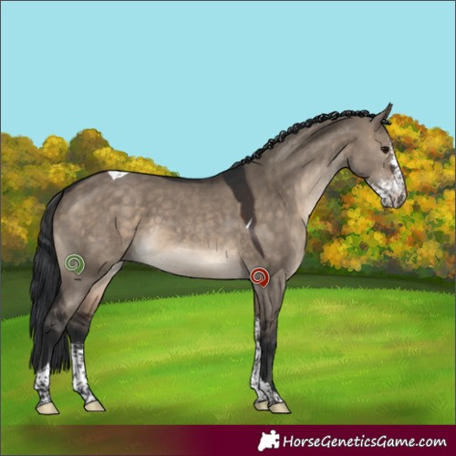 Horse Color:Brown Dun Sabino Tobiano 
