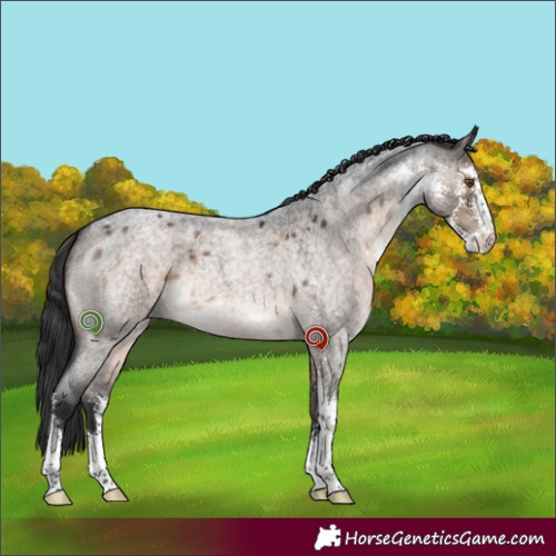 Horse Color:Brown Roan Dun Mushroom Sabino 