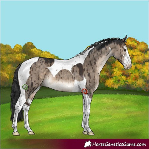 Horse Color:White Spotted Brown Dun Tobiano Brindle 