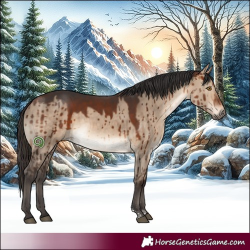 Horse Color:Bay Dun Sabino Brindle 