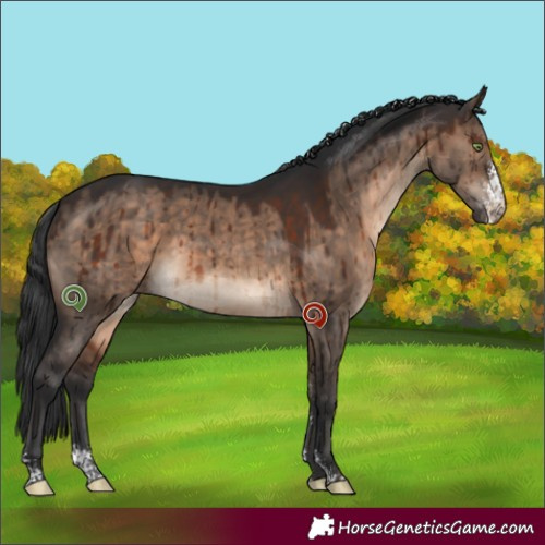 Horse Color:Brown Dun Sabino Brindle 