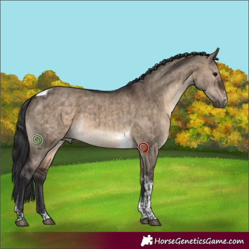 Horse Color:Brown Dun Sabino Tobiano Brindle 