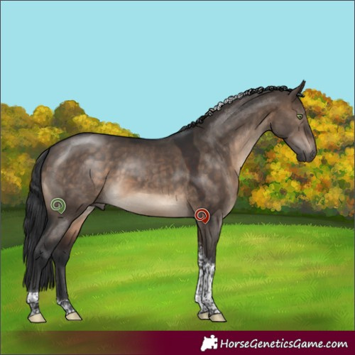 Horse Color:Brown Dun Tobiano 