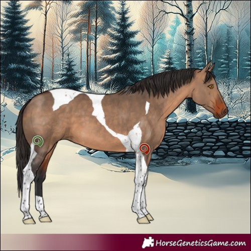 Horse Color:Bay Dun Tobiano 