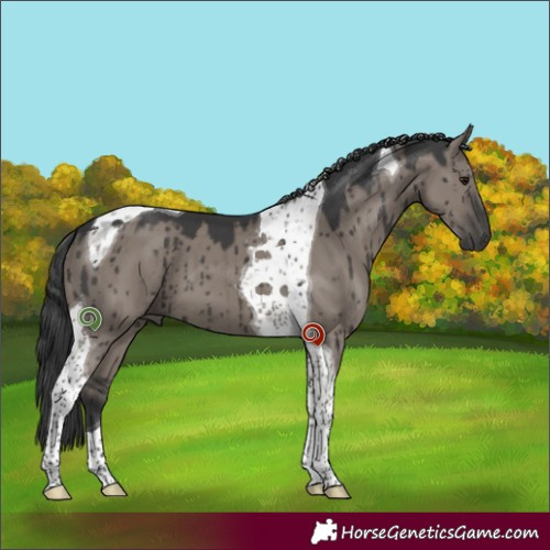 Horse Color:Grullo Tobiano Brindle 