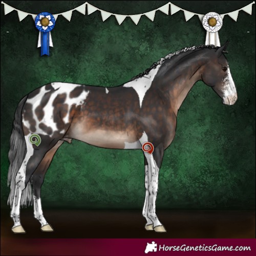 Horse Color:Brown Sabino Tobiano Appaloosa 