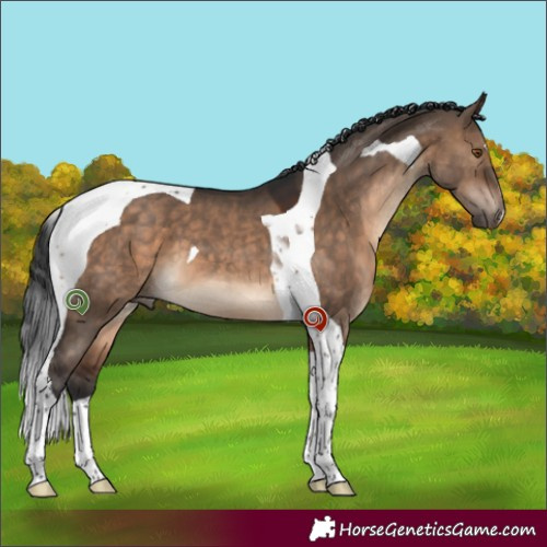 Horse Color:Brown Dun Tobiano 