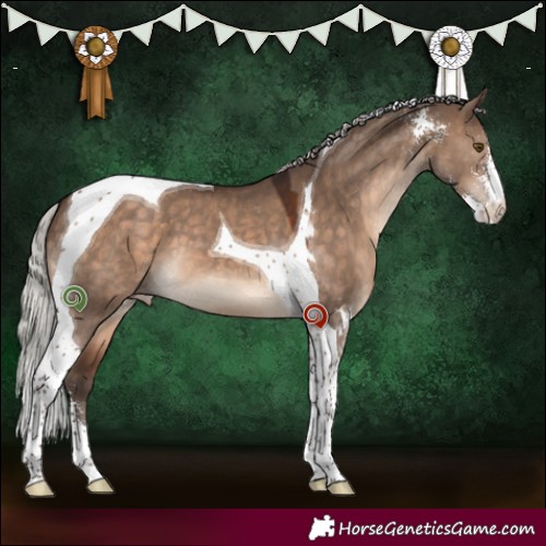Horse Color:Silver Brown Dun Sabino Tobiano Appaloosa 