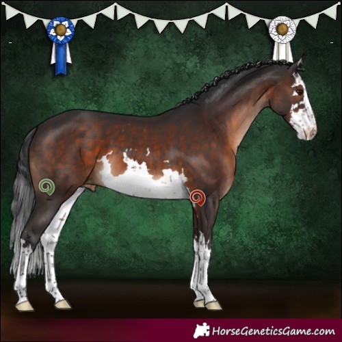 Horse Color:White Spotted Brown Appaloosa 