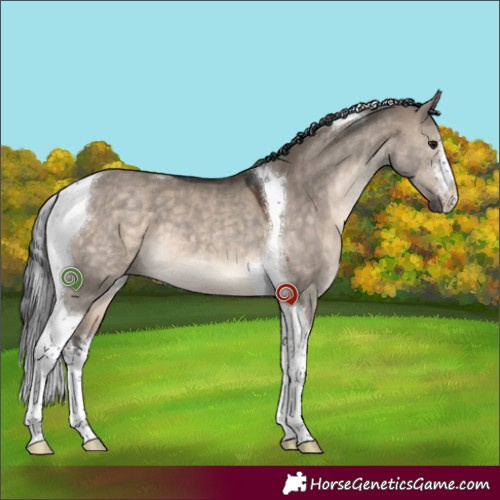 Horse Color:White Spotted Brown Dun Tobiano 