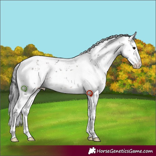 Horse Color:White Spotted Brown Dun Sabino 