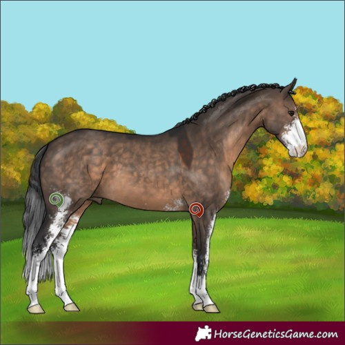 Horse Color:Brown Dun Sabino 