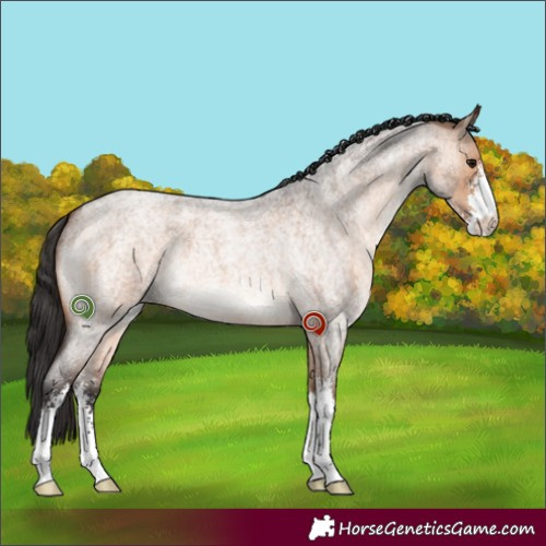Horse Color:Brown Roan Dun Sabino 