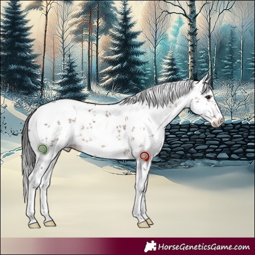 Horse Color:White Spotted Brown Dun Sabino 