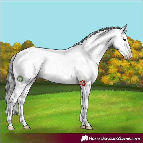 Horse Color:Brown Dun Sabino 