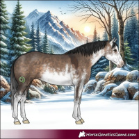 Horse Color:White Spotted Brown Dun