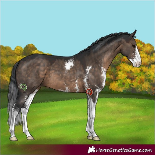 Horse Color:Brown Dun Sabino 