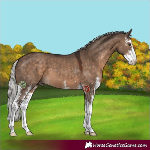 Horse Color:Silver Brown Dun Sabino 