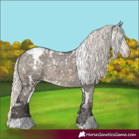 Horse Color:White Spotted Silver Smoky Grullo Appaloosa 