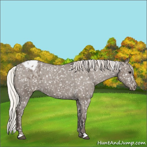 Horse Color:Silver Grullo Appaloosa