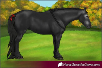 Horse Color:Gray Black 