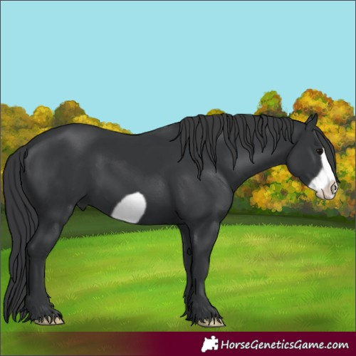 Horse Color:Black Frame 