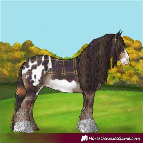 Horse Color:Plaid  Liver Chestnut Frame Appaloosa 