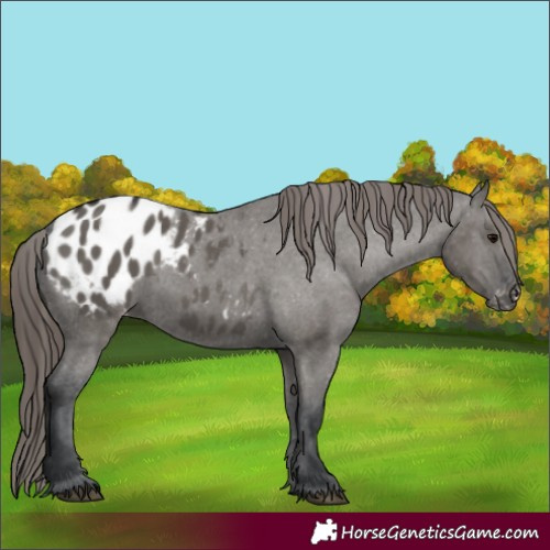 Horse Color:Grullo Appaloosa 