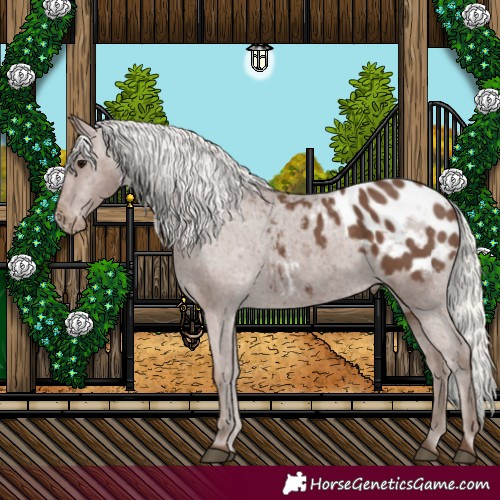 Horse Color:Silver Black Appaloosa 