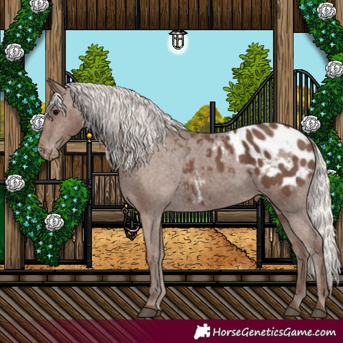 Horse Color:Silver Black Appaloosa 