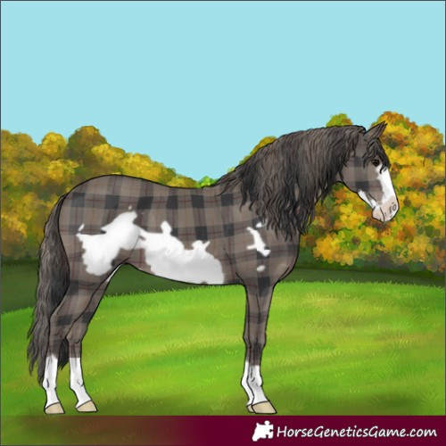 Horse Color:Plaid Black Frame