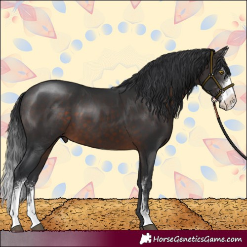 Horse Color:Brown Sabino