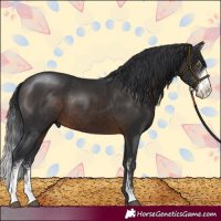 Horse Color:Brown Sabino 